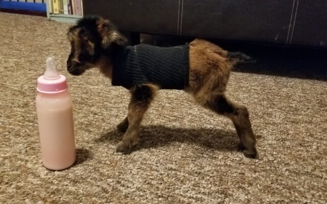 Can Premature Goat Kids be Saved?